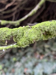 Chrysothrix xanthina