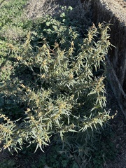 Xanthium spinosum