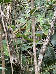 Chasiempis sclateri