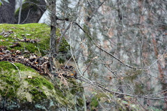 Cupressus sempervirens