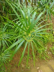 Cyperus alternifolius