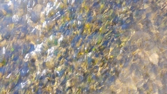 Ranunculus trichophyllus