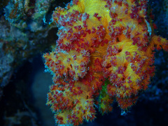 Dendronephthya hemprichi