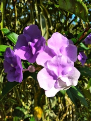 Brunfelsia pauciflora