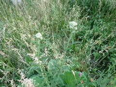 Achillea millefolium
