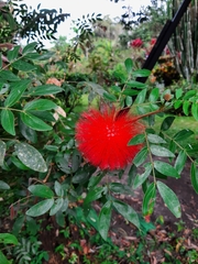 Calliandra haematocephala