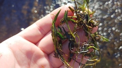 Ranunculus trichophyllus