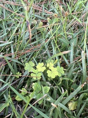 Cyperus sesquiflorus