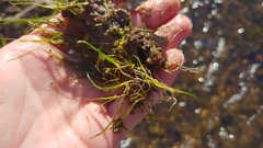 Zannichellia palustris