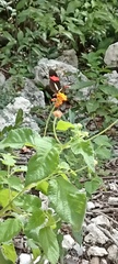 Heliconius erato