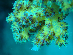 Dendronephthya hemprichi