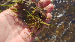 Zannichellia palustris