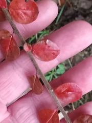 Cotoneaster hjelmqvistii