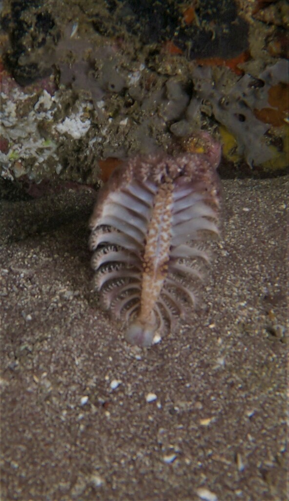 Pacific Sea Pen