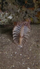 Ptilosarcus undulatus