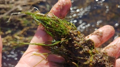 Zannichellia palustris