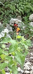 Heliconius erato