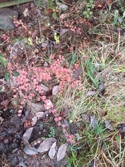 Cotoneaster hjelmqvistii