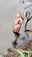 Pomacea canaliculata