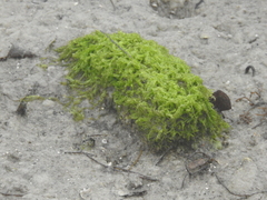 Ulva