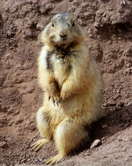 Cynomys gunnisoni