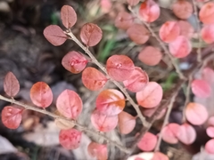 Cotoneaster hjelmqvistii