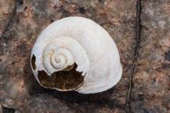 Sonorella allynsmithi