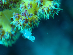 Dendronephthya hemprichi