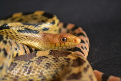 Pituophis deppei