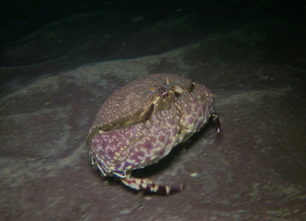Arched Box Crab