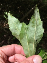 Morella caroliniensis