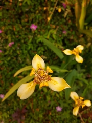 Trimezia steyermarkii