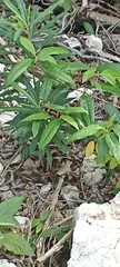 Heliconius erato