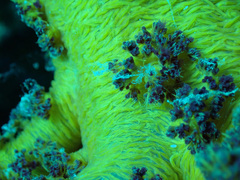 Dendronephthya hemprichi