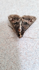 Sphingomorpha chlorea