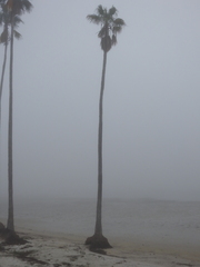 Washingtonia robusta