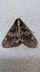 Sphingomorpha chlorea