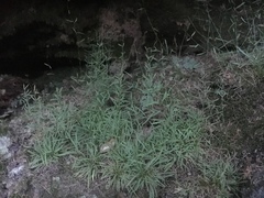 Mononeuria cumberlandensis