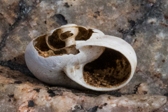Sonorella allynsmithi