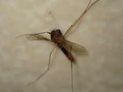 Culicidae