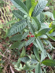Psychotria tenuifolia