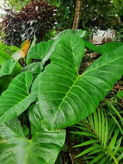 Xanthosoma
