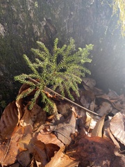 Dendrolycopodium