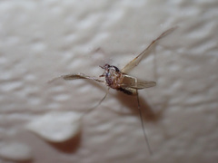 Culicidae