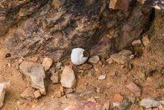 Sonorella allynsmithi