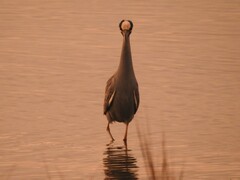 Nyctanassa violacea violacea
