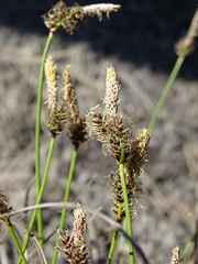 Carex ericetorum