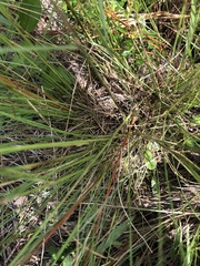 Aristida stricta