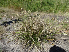 Carex ericetorum