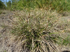 Carex ericetorum